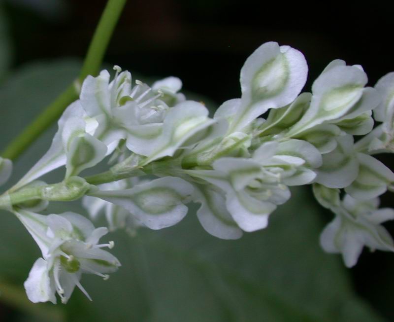 Fallopia baldschuanica (=Fallopia aubertii)  / Poligono del Turkestan